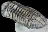 Drotops Trilobite - Large Specimen! #76408-3